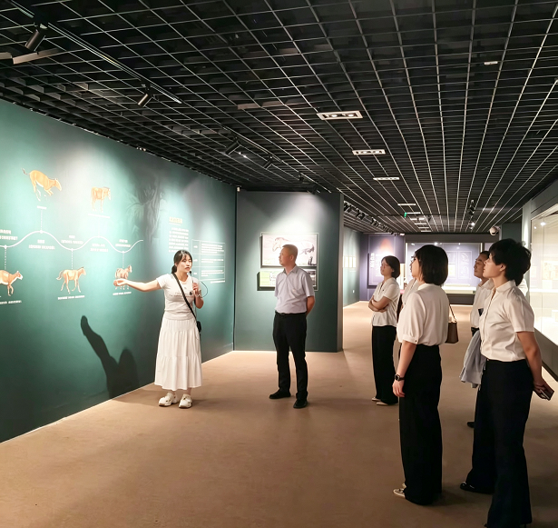传承蒙古马精神 笃行实干守初心 —人保财险乌兰察布市分公司参观乌兰察布市博物馆马文化专题展馆