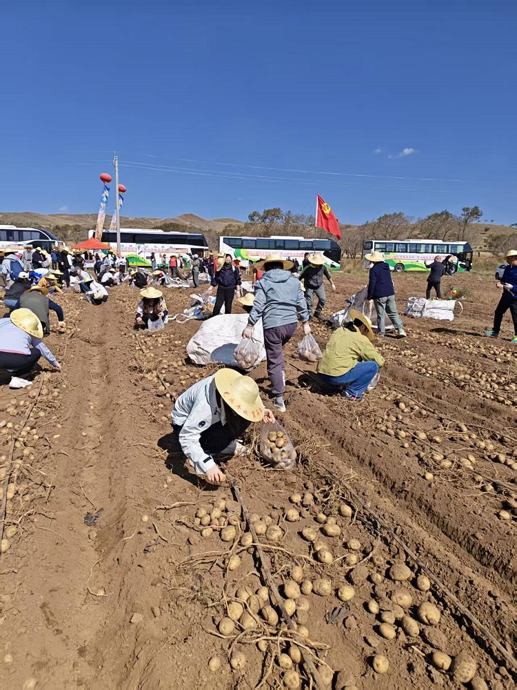 一颗土豆的“助收之旅” ——2026年内蒙古自治区保险行业“助十万亩田”农产品助收公益行动走进卓资县